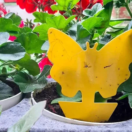 12x Gelbsticker gegen Trauermücken Schmetterling Klebefalle für Zimmerpflanzen