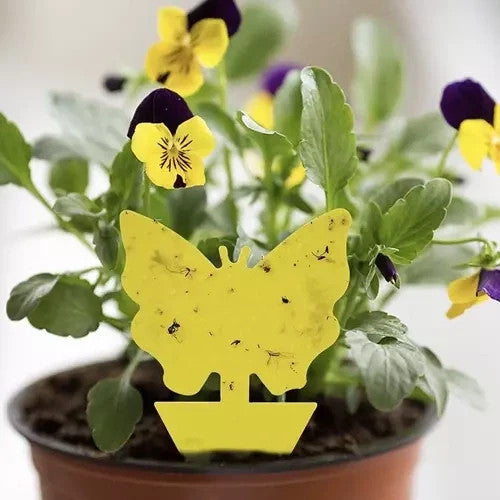 12x Gelbsticker gegen Trauermücken Schmetterling Klebefalle für Zimmerpflanzen