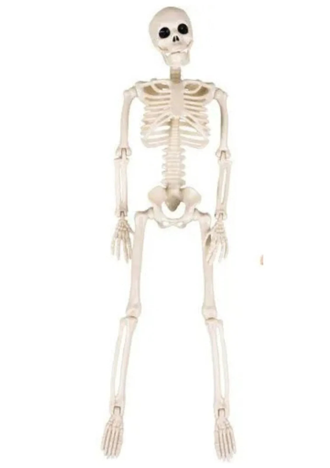 Halloween Deko 👻 Hängendes Menschliches Skelett 40cm Weiß Kunststoff 🎭  5900779956957