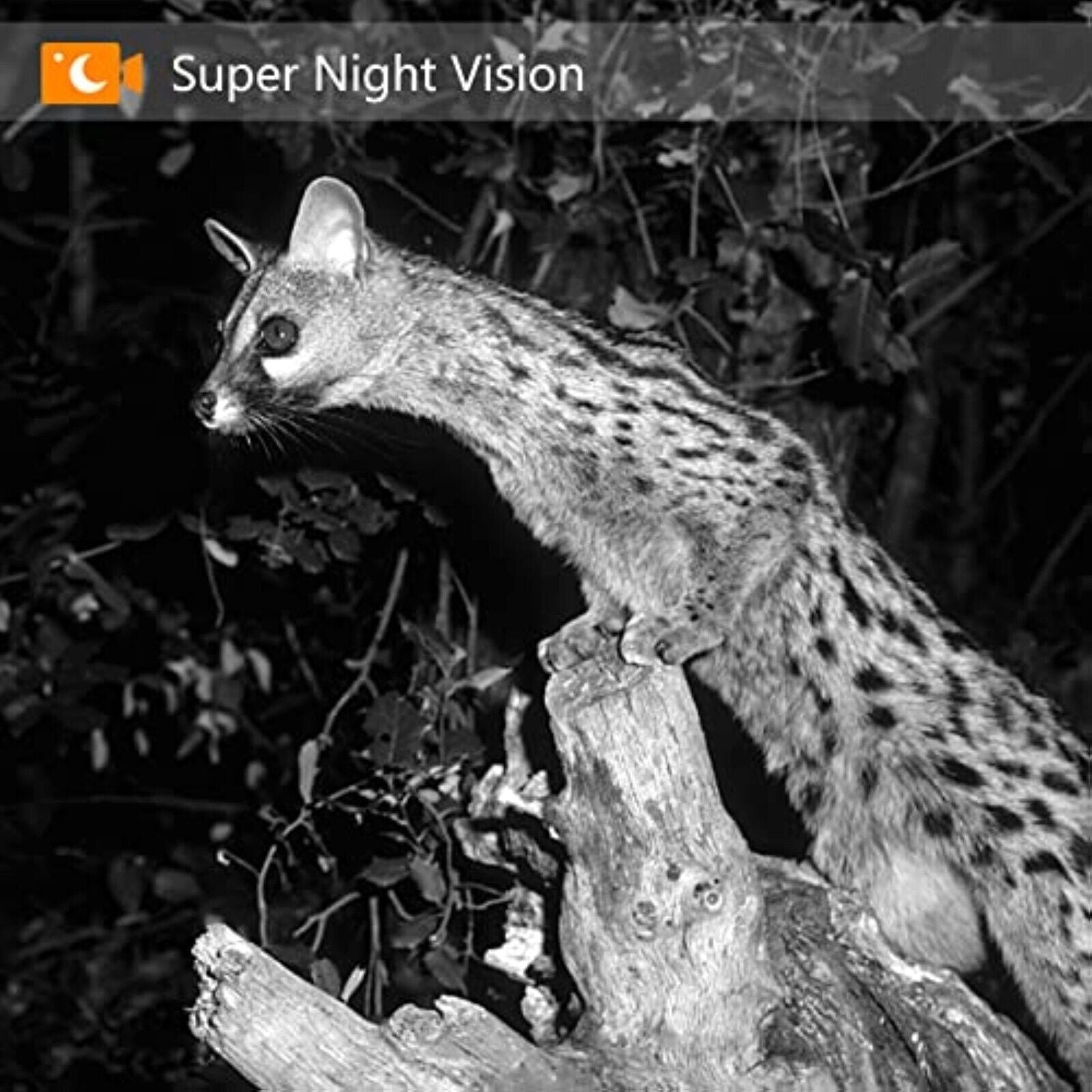 Wildkamera 20MP 1080P Nachtsicht Bewegungssensor IP66
